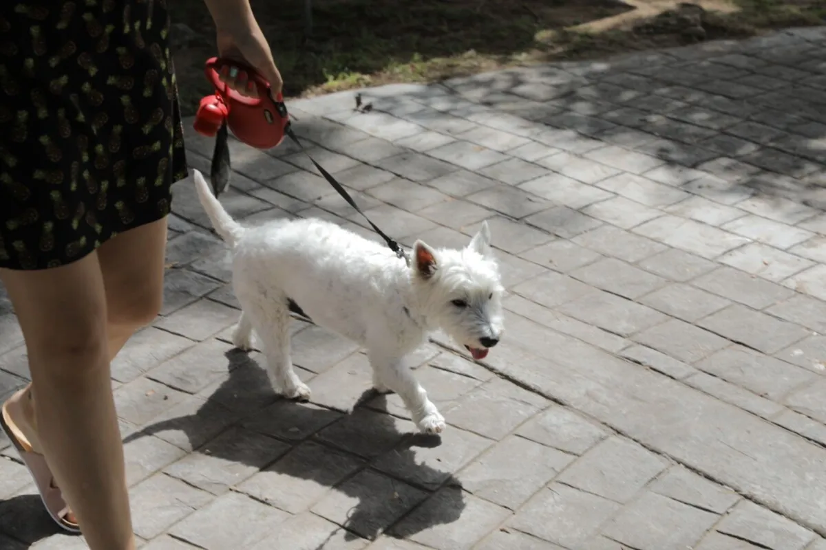 Vecina paseando mascota Vecina paseando mascota
