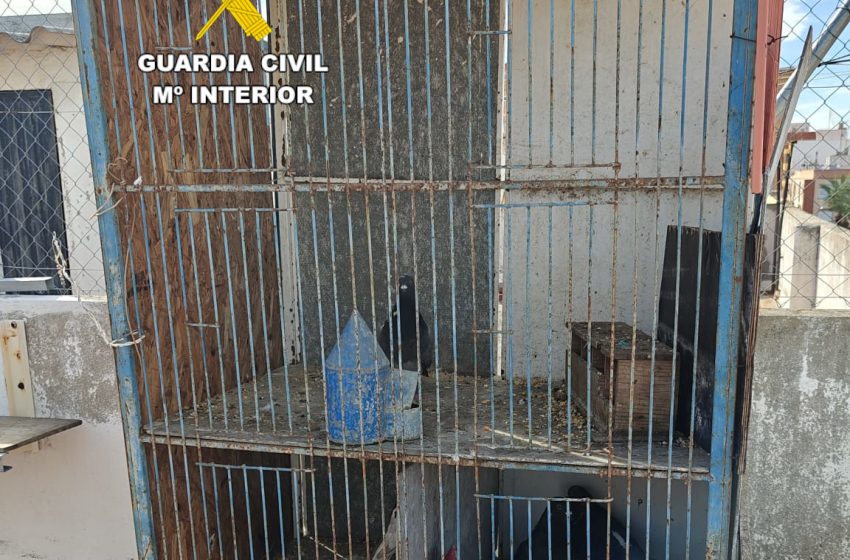  La Guàrdia Civil recupera a Almassora 9 coloms esportius que van ser sostrets a Picassent