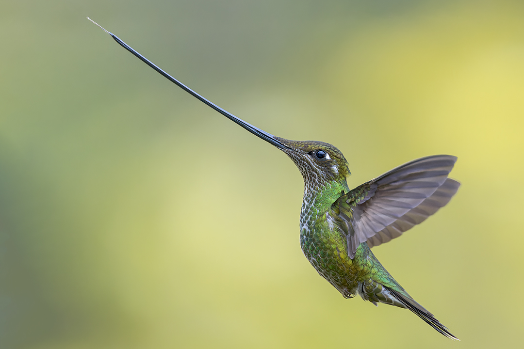 L’increïble viatge fotogràfic ‘Evolució’ arriba al Jardí Botànic de la Universitat de València