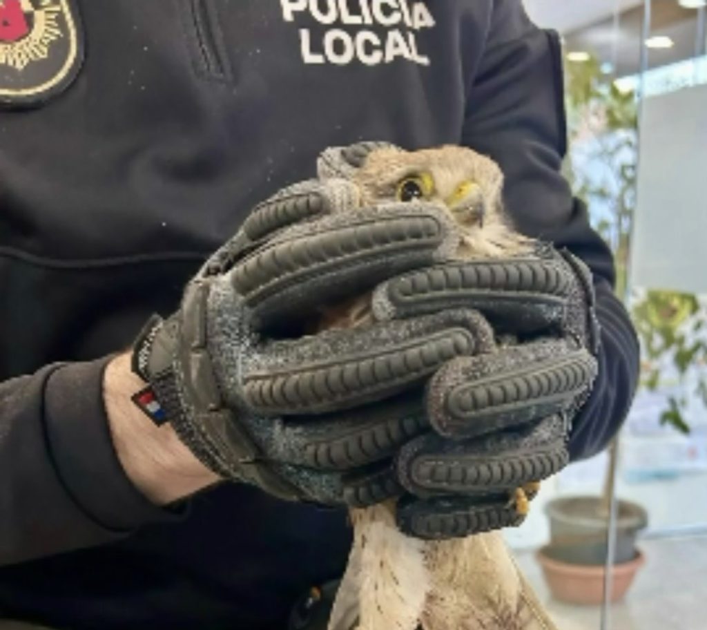 Agents de la Policia Local d’Alaquàs han rescatat recentment un xoriguer que es trobava ferit després de quedar atrapat en un cep de ballesta