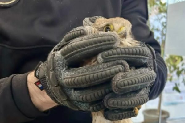 Agents de la Policia Local d’Alaquàs han rescatat recentment un xoriguer que es trobava ferit després de quedar atrapat en un cep de ballesta