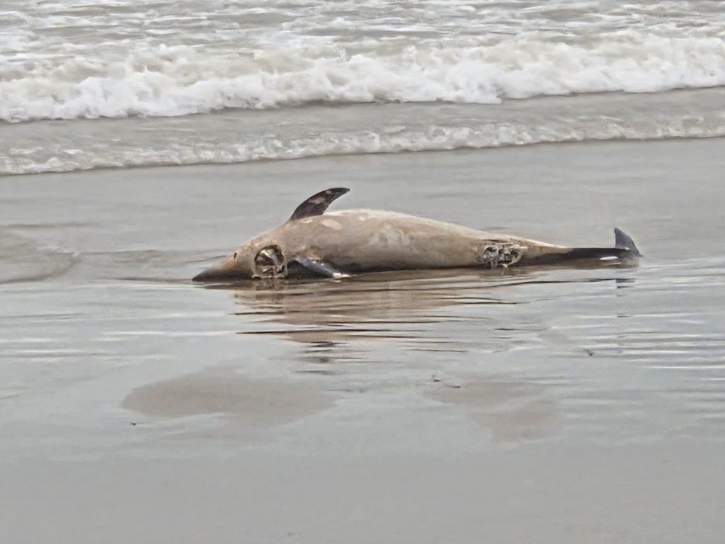 La Policia d’Alboraia troba un dofí mort a la vora de la mar a Port Saplaya Nord