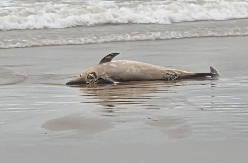  La Policia Local d’Alboraia troba un dofí mort a la vora de la mar a la zona de Port Saplaya Nord