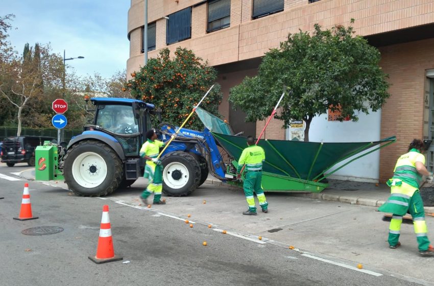 L’Ajuntament retira 340.000 quilos de taronges dels arbres ornamentals de València