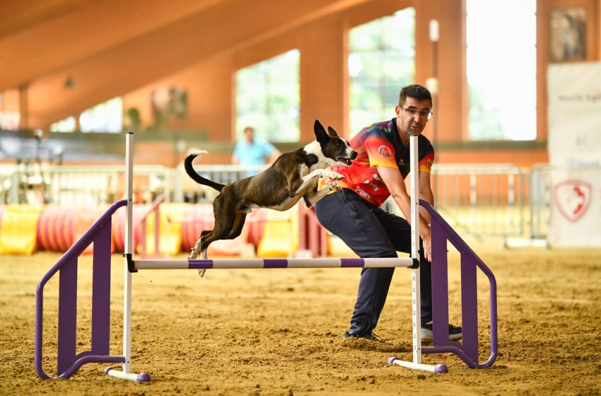  El Campionat Mundial d’Agility arriba a Godella del 27 d’abril al 3 de maig