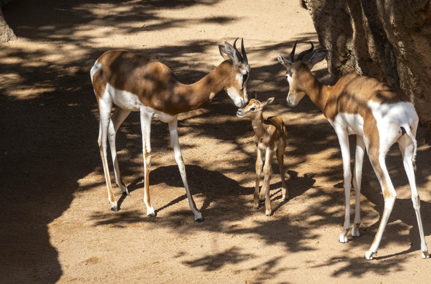  Bioparc València acull el naixement d’una nova cria de gasela Mhorr