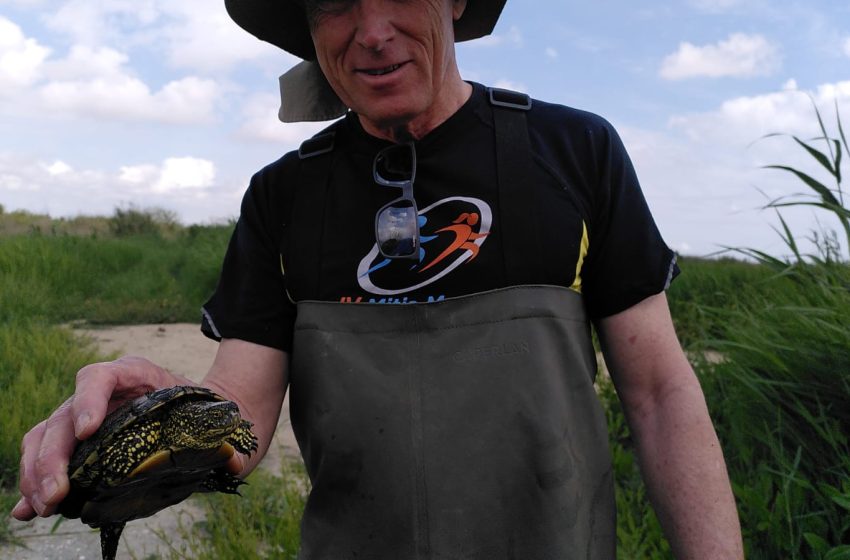  El Projecte Emys d’Acció Ecologista-Agró localitza 18 tortugues autòctones al Tancat de la Pipa