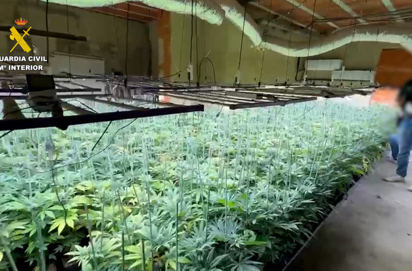  Desmantellen una plantació de marihuana en un xalet de Picassent i detenen a un home