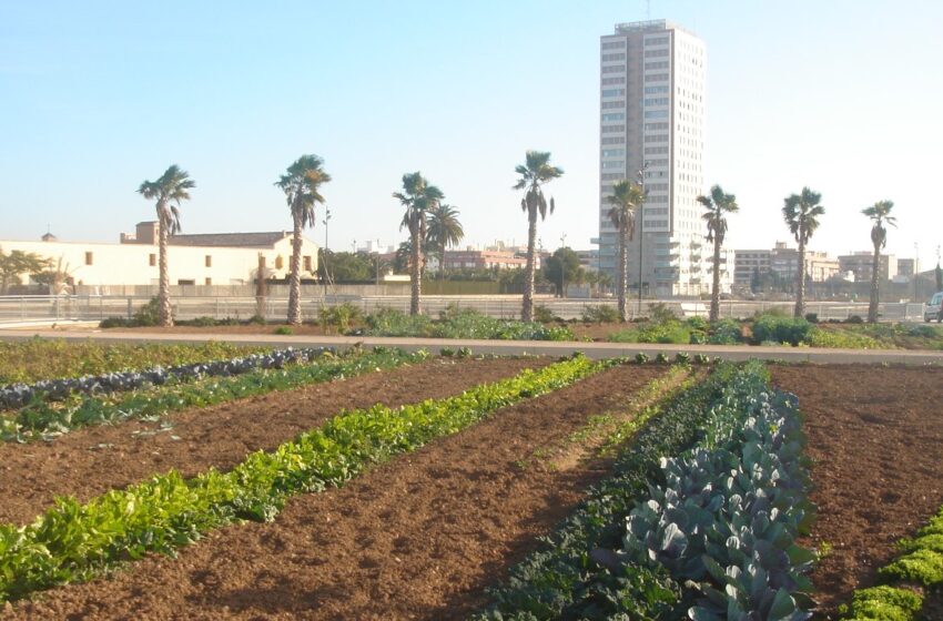  València licita el projecte de les obres de reparació dels horts urbans de Sociòpolis