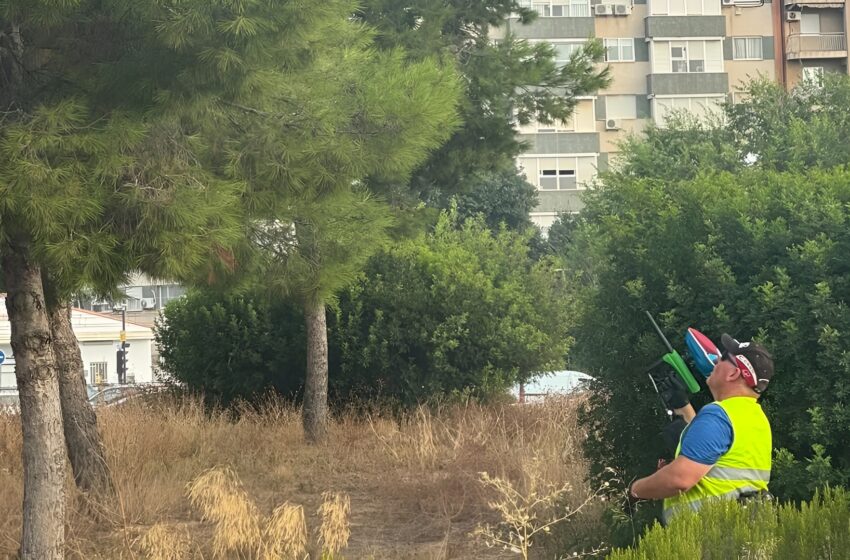  València prova un nou sistema per a controlar la processionària en els pins de la ciutat