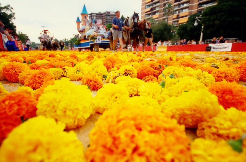  València prepara més de 1,2 milions de clavellons per a la Batalla de Flors del diumenge