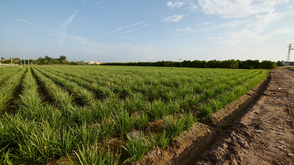 Horta de València