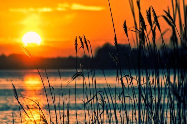 0731 Sol i Albufera