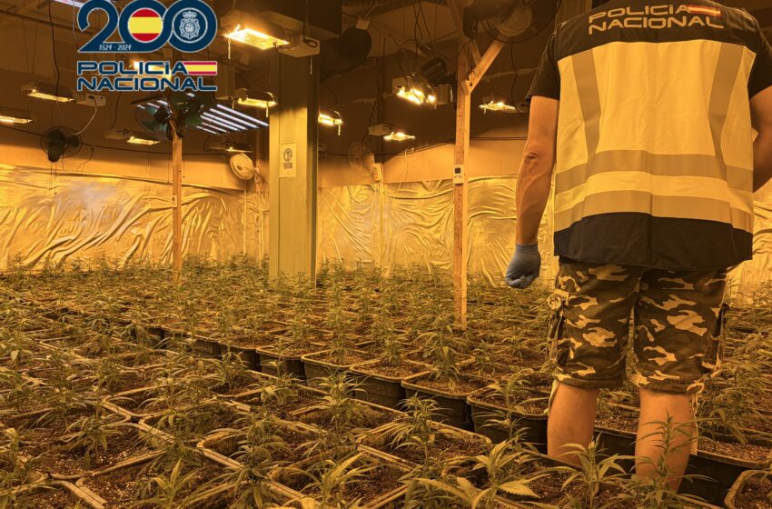  Catorze detinguts després de caure una organització dedicada al cultiu indoor de marihuana a l’Horta
