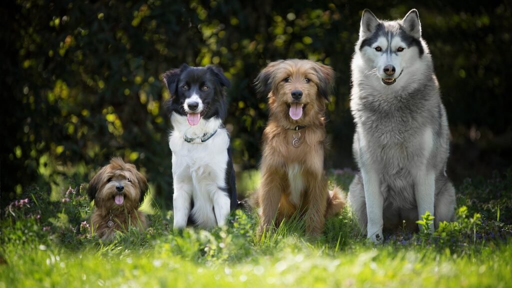 Mascotes-Gossos-Animals